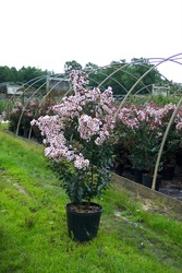 Lagerstroemia indica 'White — photo 2